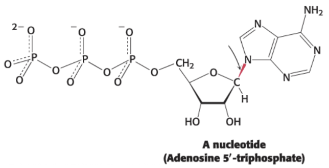<p>each monomer unit within the polymer</p><p>consists of a sugar, a phosphate, and one of four bases</p><p>a nucleoside joined to 1+ phosphoryl group</p>