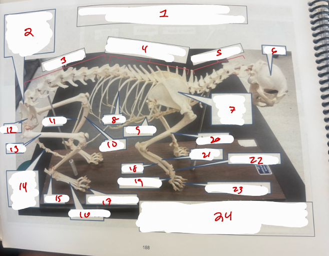<p>Superclass Gnathostomata </p>