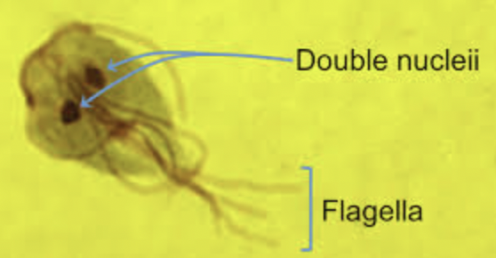 <ul><li><p>single celled</p></li><li><p>two flagella</p></li><li><p>two nuclei</p></li><li><p>endosymbionts</p></li><li><p><em>Giardia</em> attaches to the human intestinal wall, causing severe diarrhea</p></li></ul><p></p>