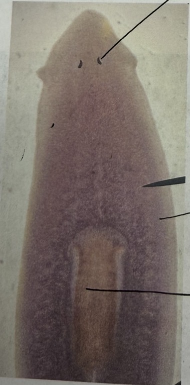 <p>Name the slide.</p><p>Label the following:</p><ul><li><p>Eyespots</p></li><li><p>Gastrovascular cavity</p></li></ul><p></p>