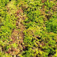 <ul><li><p>Soft spongy moss forming thick mats</p></li><li><p>Holds huge amounts of water</p></li><li><p>Colors range green, red, yellow & pink</p></li><li><p>Creates acidic bog habitat/peat</p></li><li><p>Bogs, muskeg & wet tundra</p></li><li><p>Often grows with cranberry & sundew</p></li></ul><p></p>