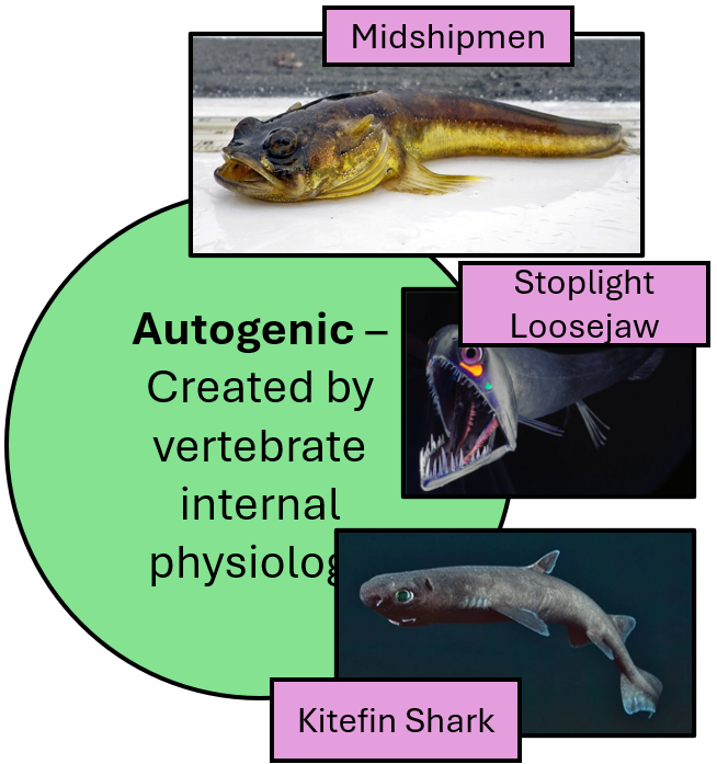 <p>Created by vertebrate internal physiology</p><ul><li><p>Midshipmen</p></li><li><p>Stoplight Loosejaw</p></li><li><p>Kitefin Shark</p></li></ul><p></p>