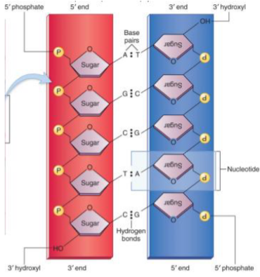 <p>made of deoxyribonucleotides</p><p>DNA: double stranded molecule</p><ul><li><p>strands are complementary due to the specific pairing of bases</p><ul><li><p>AT, CG</p></li></ul></li><li><p>strands held together by hydrogen bonds</p><ul><li><p>melting or denaturing - separate strands</p></li><li><p>there are 2 hydrogen bonds between A and T</p></li><li><p>3 hydrogen bonds between C and G</p></li><li><p>the more Gs and Cs they have, the more hydrogen bonds they have, the harder it is to split it, so they have a high boiling point, and then the strands get separate </p></li></ul></li><li><p>strands are antiparallel</p><ul><li><p>5’ phosphate to 3’ hydroxyl and 3’ hydroxyl to 5’ phosphate </p></li></ul></li></ul><p></p>