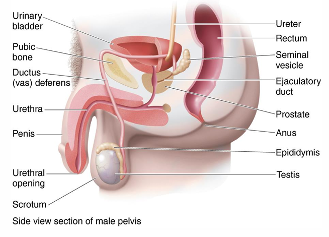 <ul><li><p>Male reproductive system</p></li><li><p>Two testes</p></li><li><p>System of ducts</p></li><li><p>Epididymis</p><ul><li><p>Ductus (vas) deferens</p></li><li><p>Ejaculatory duct</p></li><li><p>Urethra</p></li></ul></li><li><p>Accessory glands</p></li><li><p>Penis</p></li></ul><p></p>