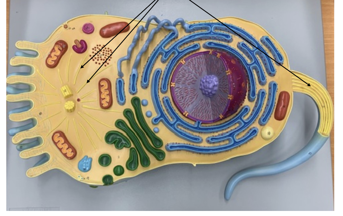 <p>What Organelle is this ?</p>