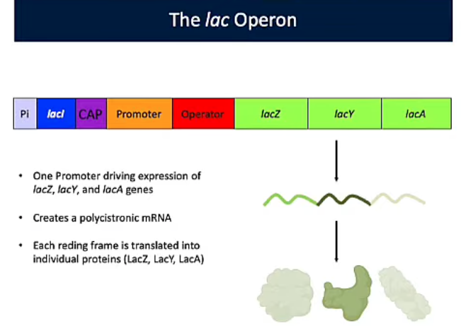 <p>lac Operon</p>