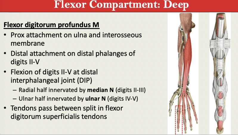 <p>M: Flex Digi 2-5<br>N: Median + Ulnar<br>PA: Ulna + Interosseous Membrane <br>PD: DIP<br>G: Flexo DEEP</p><p></p>