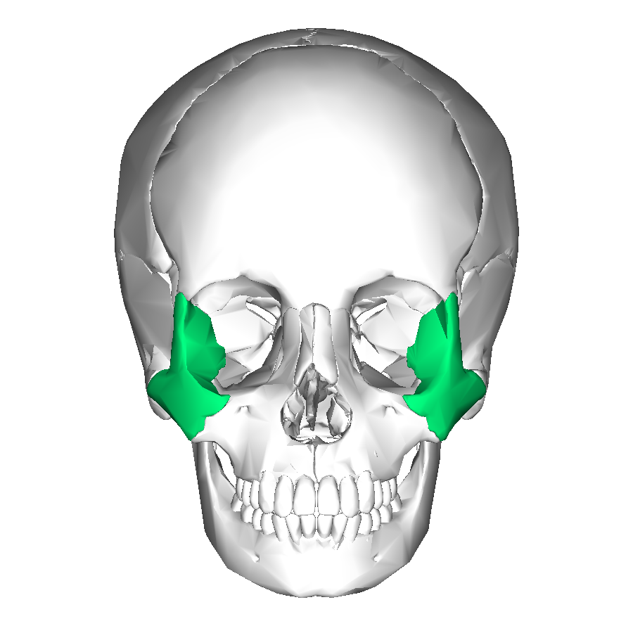 <p>The cheekbone. ๐ VISUAL LOCATION: ๐ The sides of the face, right below the outer eyes.</p><img src="https://upload.wikimedia.org/wikipedia/commons/thumb/b/bb/Zygomatic_bone.svg/800px-Zygomatic_bone.svg.png" data-width="50%" data-align="center" alt="Zygoma Location" style="display: block; width: 50%; margin-left: auto; margin-right: auto;"><p></p>
