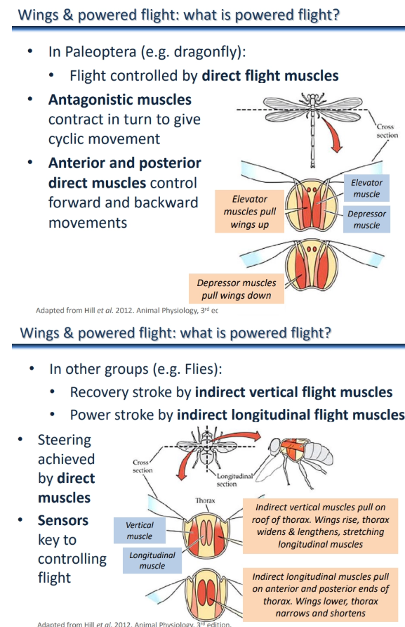 <p><strong>in paleoptera</strong> (eg. dragonflies):</p><ul><li><p>controlled by <strong>antagonistic direct flight muscles</strong></p></li><li><p><strong>elevator </strong>vs <strong>depressor </strong>muscles contract in turn to cause cyclic wing movement</p></li><li><p><strong>anterior </strong>vs <strong>posterior </strong>direct muscles control forward and backward movements</p></li></ul><p></p><p><strong>in other groups</strong> (eg. flies):</p><ul><li><p>power stroke controlled by <strong>indirect vertical flight muscles</strong>, which pull on the <strong>roof </strong>of the <strong>thorax</strong></p></li><li><p>recovery stroke controlled by<strong> indirect longitudinal flight muscles</strong>, which pull on the <strong>anterior </strong>and <strong>posterior ends </strong>of the <strong>thorax</strong></p></li><li><p><strong>direct</strong> muscles allow for <strong>steering</strong></p></li></ul><p></p>