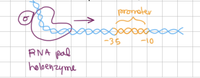 <p>Initiation of Transcription (1/4)</p><ol><li><p>RNA pol holoenzyme binds <u>loosely</u> to DNA</p></li><li><p>scans DNA for <u>promoter</u> region</p></li></ol><p></p>