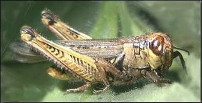 <p>Identify the insect and order</p>