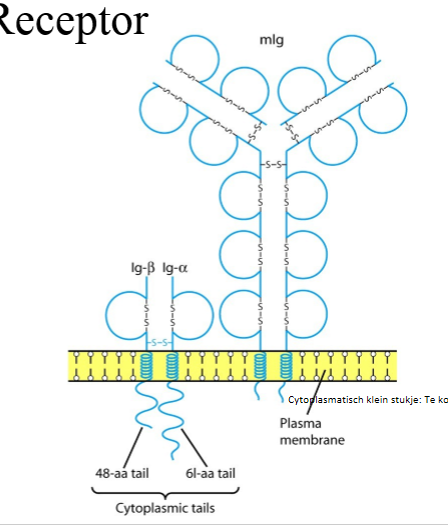 <p>op membraan B-cel:</p><ol><li><p>antistof (IgM of IgD): variabele regio bindt antigen</p></li><li><p>coreceptor geassocieerd met antistof: Ig-bèta + Ig-alfa: geeft dmv cytoplasmatische staarten signaal door aan cel</p></li></ol><p></p>
