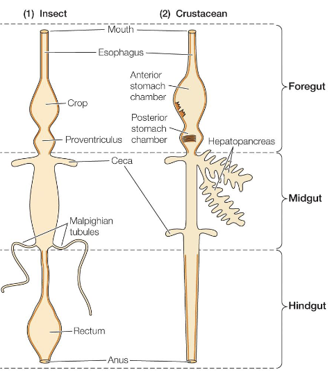 <ul><li><p>In more complex invertebrates (arthropods), the digestive system is organized as a one-way gut with separate openings for ingestion and excretion</p></li><li><p>The foregut, which may include a crop or stomach can be slightly acidic (pH 4) and is involved in storage and initial digestion</p></li><li><p>The midgut is the primary site of digestion and absorption</p></li><li><p>The foregut and hindgut are lined with chitin, making them impermeable and limiting absorption to the midgut</p></li><li><p>Structures such as ceca increase surface area and house microbiota that aid in digestion</p></li><li><p>Malpighian tubules connect to the gut and transport nitrogenous waste (urine) into the digestive tract where it is excreted along with fecal material</p></li></ul><p></p>