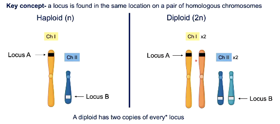 <p>Location of specific gene or DNA sequence</p>