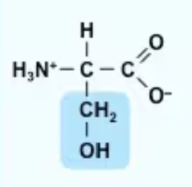 <p>Ser/S<br>CH2—OH<br>Neither strongly polar nor nonpolar</p>