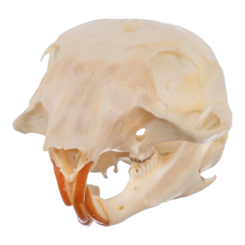 <p><span>1/1 incisors, sciuromorphous, no temporal ridge; stripes up to the eyes, bushy tail</span></p>