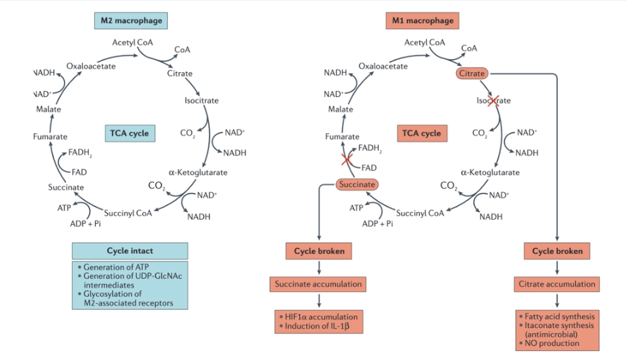 <ul><li><p><span>TCA cycle in distinct macrophage subtypes. In M2 macrophages, there is an intact TCA cycle that is</span><br><span>coupled to oxidative phosphorylation.</span></p></li><li><p><span>In M1 macrophages, TCA cycle has been shown to be broken in two places — after citrate and after</span><br><span>succinate</span></p></li><li><p><span>Succinate that accumulates in M1 macrophages as a consequence of a broken TCA cycle has a direct impact on macrophage cytokine production. One mechanism involved is the stabilization of HIF1α and the sustained production of the inflammatory cytokine IL-1β</span></p></li></ul><p>in immune cells two types of TCA cycles (not happening in same cells at same time)</p><p>broken TCA seen in activated macrophages</p><p>broken cycle bc TCA cycle cannot complete= high abundance of citrate accumulation→ fatty acid production = cell proliferation</p><p>itaconate production is typical of activated macrophage</p>