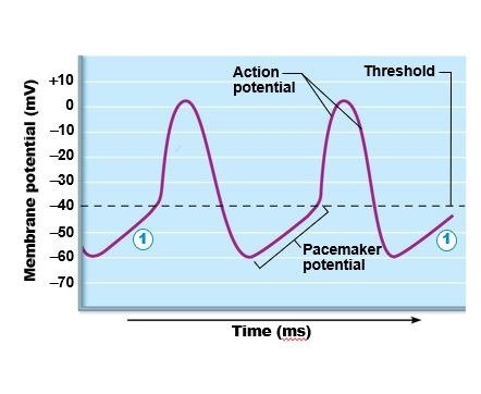 <p>Pacemaker cells: Action Potential (3 steps)</p>