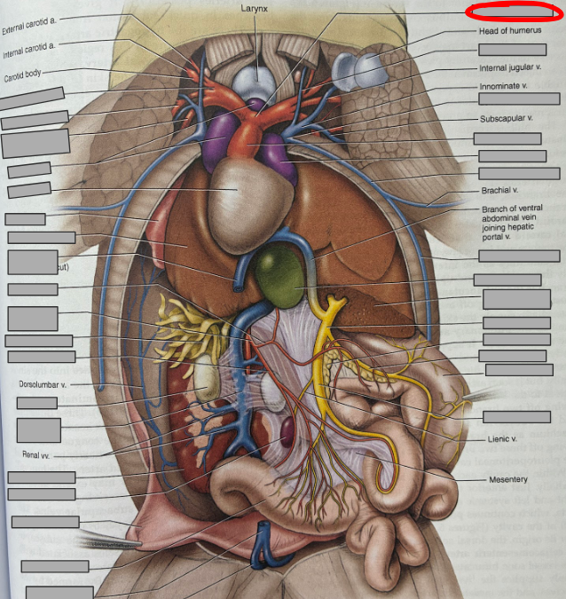 <p>What part of the organism is this?</p>
