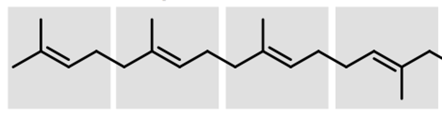 <p>four isoprene units</p><p>ex. vitamin A --> makes retinal (pigment necessary for sight)</p>