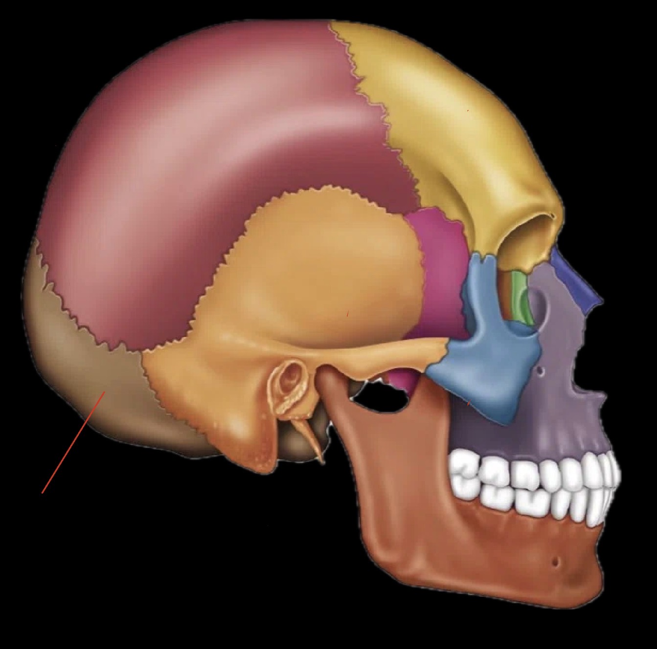 <p>What part of the skull is this?</p>