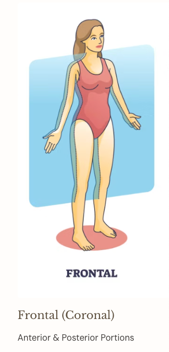 <p>Anterior and posterior portions</p>