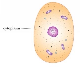 <p>What is the function of Cytoplasm?</p>