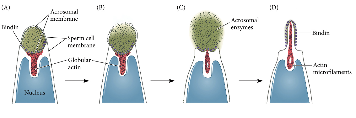 <ul><li><p>It is triggered by contact with specific <strong>glycoproteins </strong>in the jelly layer (species-specific)</p></li><li><p>This causes protein-digesting enzymes released from the acrosome to digest a path through the jelly coat to the egg cell surface</p></li><li><p>Formation of the acrosomal process then occurs in sea urchins</p><ul><li><p>Changes in pH allow the globular actin proteins between the nucleus and the acrosome to organize into fibrous actin microfilaments and extend forward to create the acrosomal process</p></li></ul></li></ul><p></p>