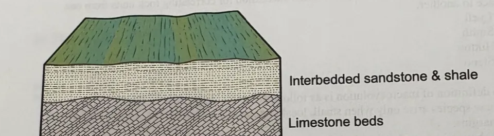 <p>This image best represents a _____</p><p>a. nonconformity </p><p>b. disconformity </p><p>c. unconformity </p><p>d. angular unconformity</p>
