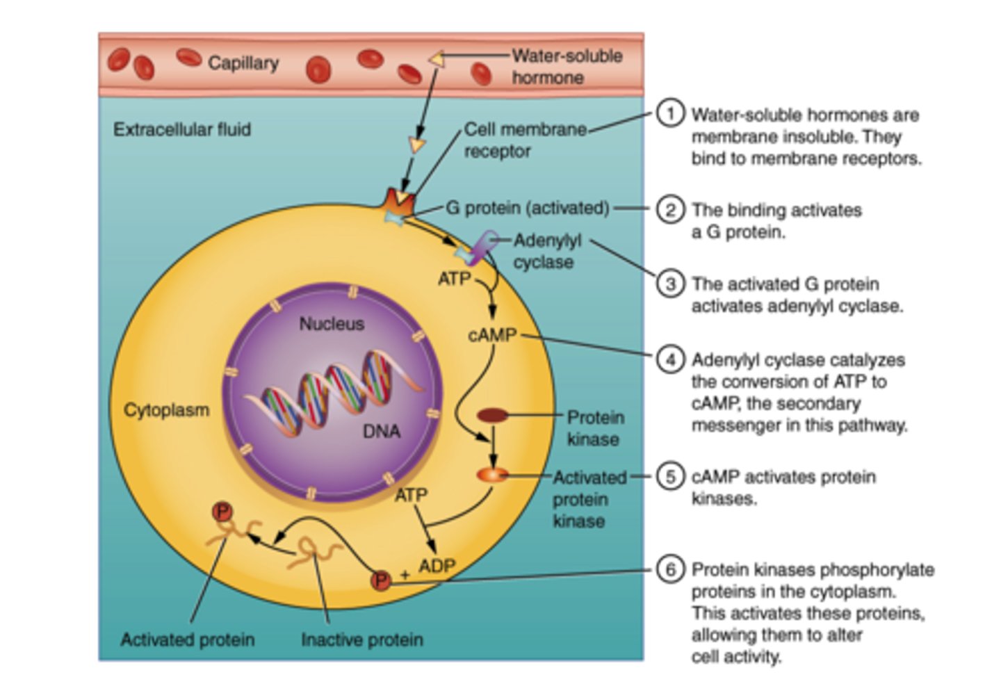 <p>intracellular second messenger systems</p><p>(Note: hormone is the 'first' messenger, and other chemicals act as the 'second' messenger)</p>