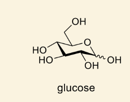 <p>show polymerisation to cellulose</p>