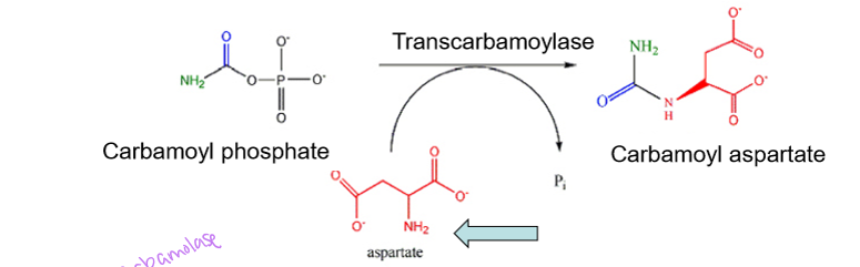 <p>attaches aspartate to carbamoyl phosphate and removes the phosphate group to produce carbamoyl aspartate- this enzyme starts building the pyrimidine ring</p>