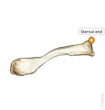 <p>Sternal End</p>