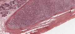 <p>What type of tissue is this?</p>