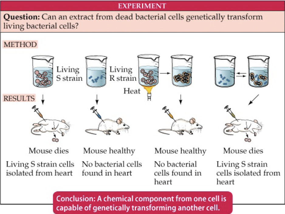 <p>In short, yes it can. Experiment explained in photo</p><p>Substance responsible for transformation = the transforming principle</p>