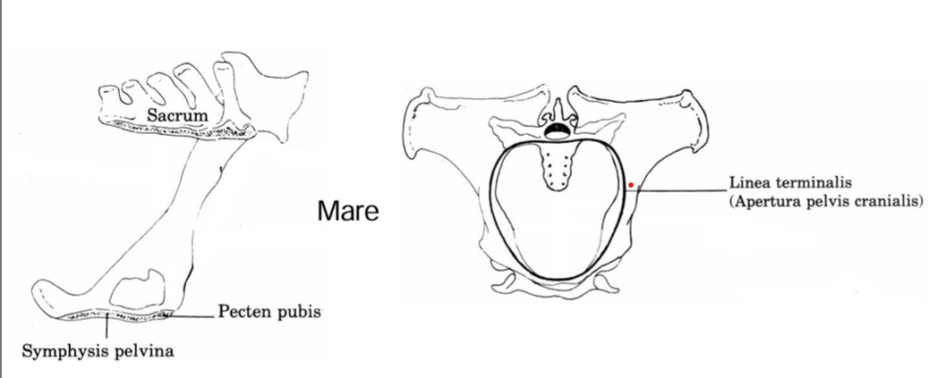 <ul><li><p>pelvic inlet is relatively<strong> wide</strong></p></li><li><p>ischial spine and tubers are <strong>small</strong></p></li><li><p><strong>floor of pelvis is fla</strong>t and the <strong>canal is straight</strong></p></li></ul><p></p>