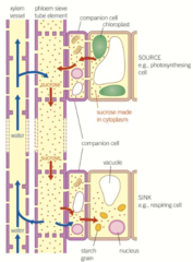 <p>1) High concentration of solute at source, eg sucrose made in leaf cell</p><p>2) Active transport of solute from companion cell to sieve tube cell (or co-transport with H+ ions)</p><p>3) Lowers water potential in sieve tube cells, so water enters by osmosis from companion cells and xylem</p><p>4) Creates high hydrostatic pressure in phloem, creating a pressure gradient in sieve tubes (high at source, low at sink), which pulls solutes along by mass transport</p><p>5) At sink, solute is broken down or converted into another substance</p><p>6) This increases water potential of sieve tube cell at sink, so water moves out by osmosis back into xylem, decreasing hydrostatic pressure</p>