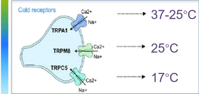 <p>TRPA1, TRPM8, TRPC5</p>