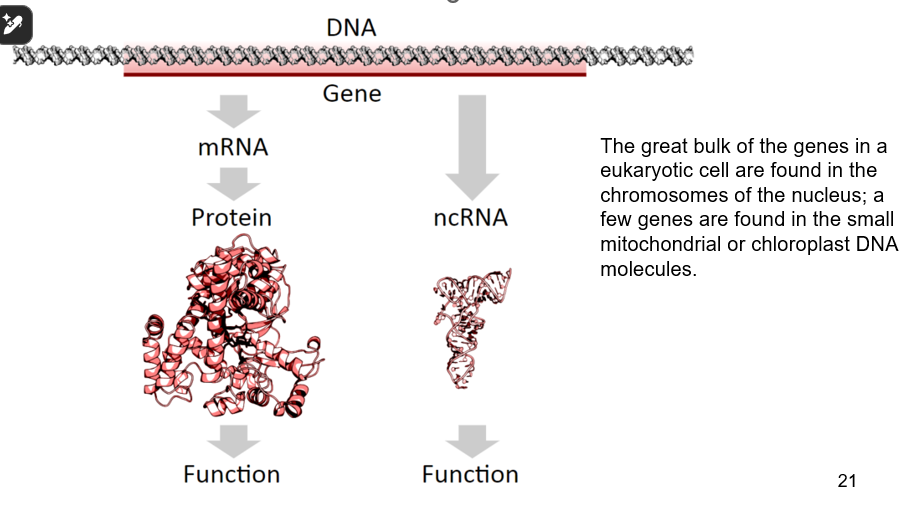 <p><span><strong>the DNA segments that carry the genetic information to make proteins or functional RNA molecules within cells.</strong></span></p>