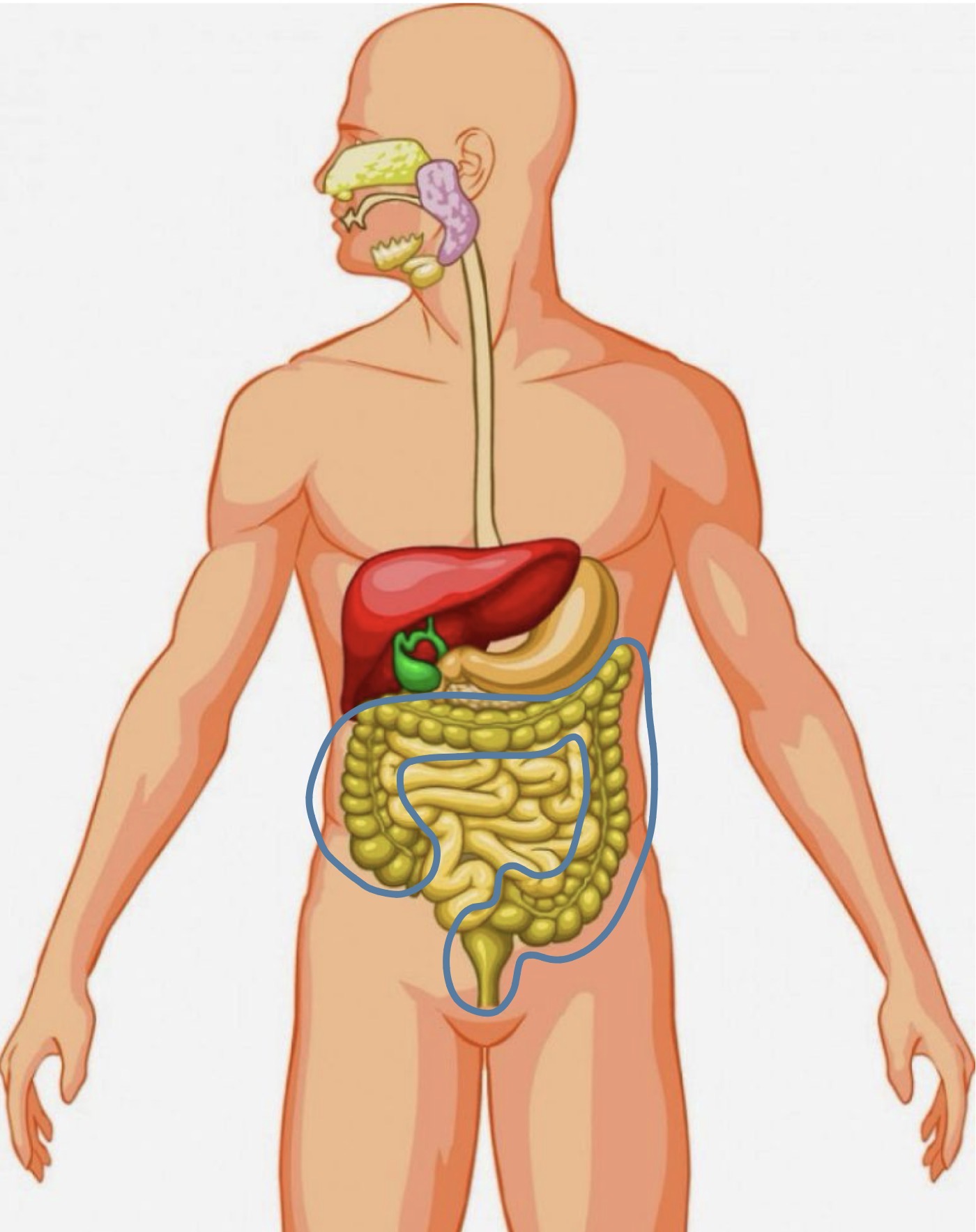 <p><strong><span>7. Large intestine</span></strong></p>