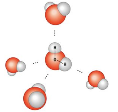 <p>What type of bonds interconnect the molecules by… shown in this image?</p>