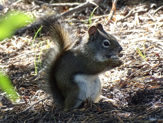 <p>Red squirrel and grey squirrel</p>