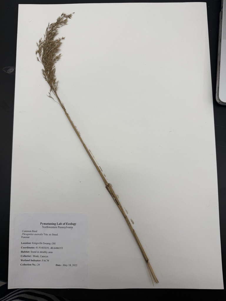 <p>Common reed</p>