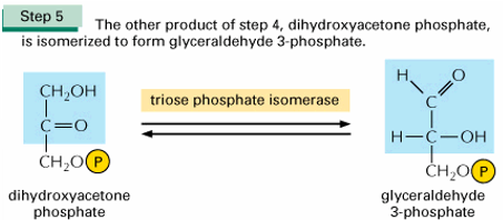 <p>De<span>&nbsp; </span>dihydroxyacetonfosfaat wordt omgezet in glyceraldehyde3fosfaat door de triose fosfaat isomerase</p>