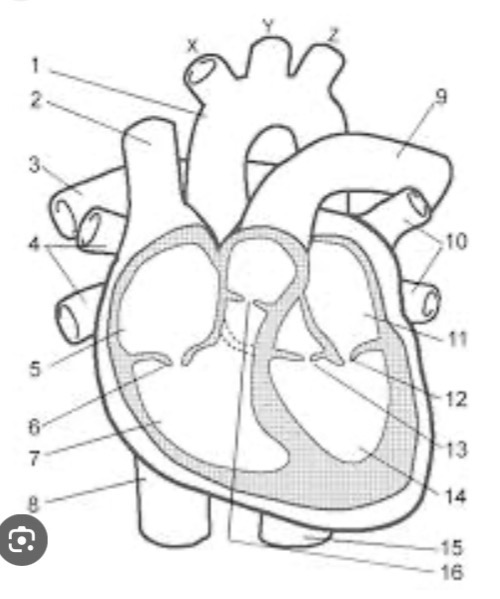 <p><span>Describe the structure of the heart in terms of chambers, valves, and blood vessels.</span></p>