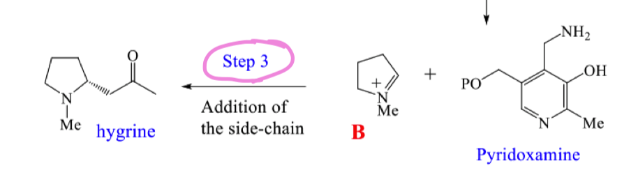 <p>draw the mechansim for step 3 of the biosynthetic pathway to hygrine</p>