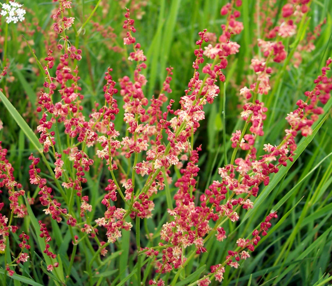 <p>Mala kislica-Rumex acetosella</p>