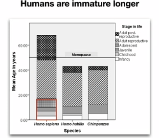 <p>relatief lang onvolwassen</p><p>veel leren = cognitieve niche</p><p>Mensen hebben:</p><ul><li><p>Lange kindertijd</p></li><li><p>Grote hersenen</p></li><li><p>Veel leren nodig</p></li><li><p>leren van elkaar en door onszelf (erg extreem)</p></li></ul><p><span data-name="point_right" data-type="emoji">👉</span> Waarom?</p><ul><li><p>Complexe omgeving (jagen, tools, sociale kennis)</p></li><li><p>kinderen in bepaalde omgevingen kunnen al 4-5-6 jarige leeftijd volledig eten vangen of met manchettes omgaan</p></li></ul><p><strong>Gevolg:</strong></p><ul><li><p>veel niches bevolken (blessing en curse)</p></li><li><p>“Slow” strategie</p></li><li><p>Veel investering in leren</p></li></ul><p></p><p></p>