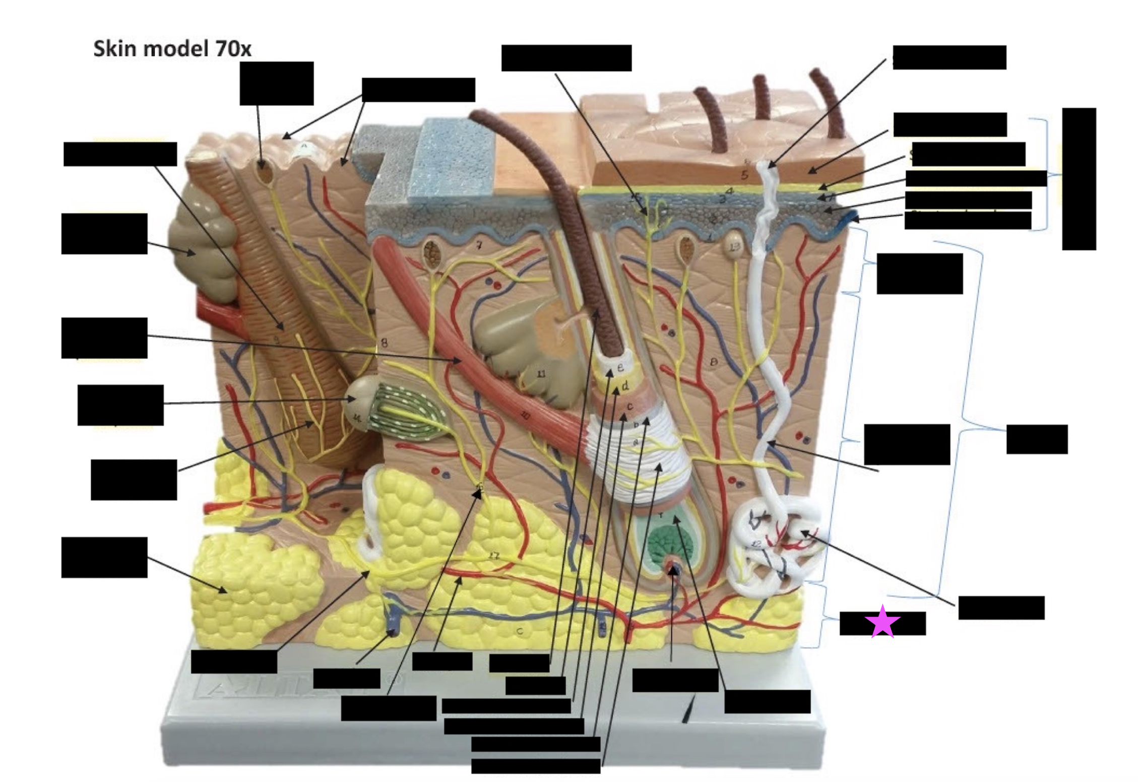 term image