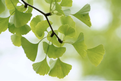 <p>botanical origin of this plant</p>